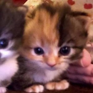 Meet your Posher, Bentley